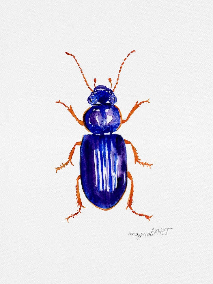 Ophonus minimus, a ground beetle, watercolor artwork