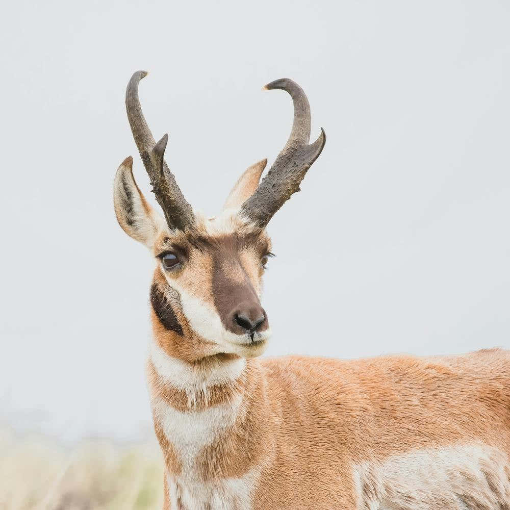 Western Pronghorn Square
