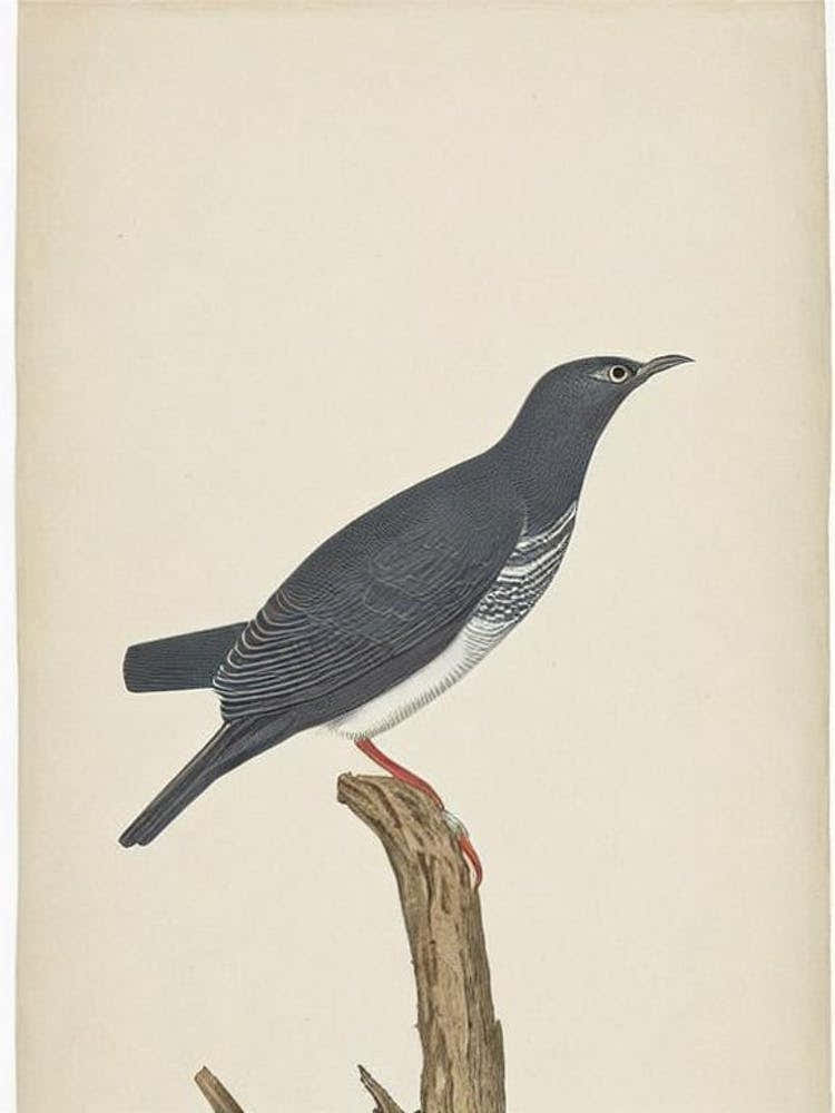 Cuckoo Illustration Bird