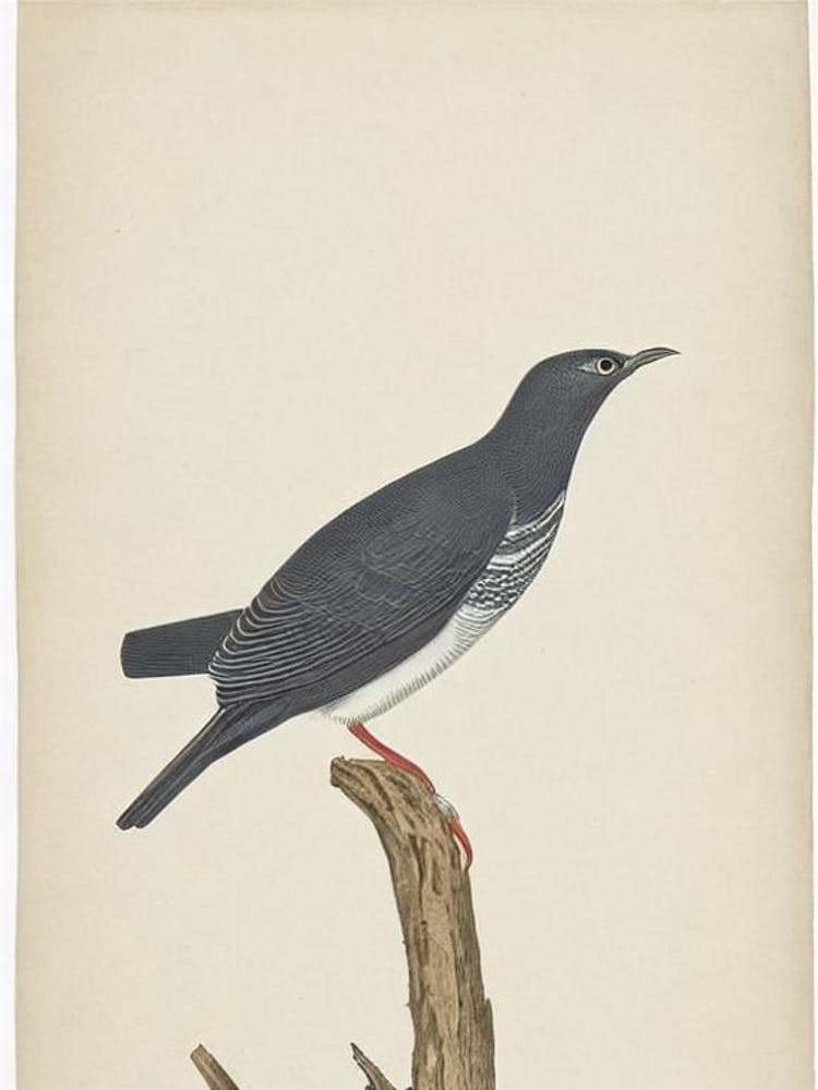 Cuckoo Illustration Bird