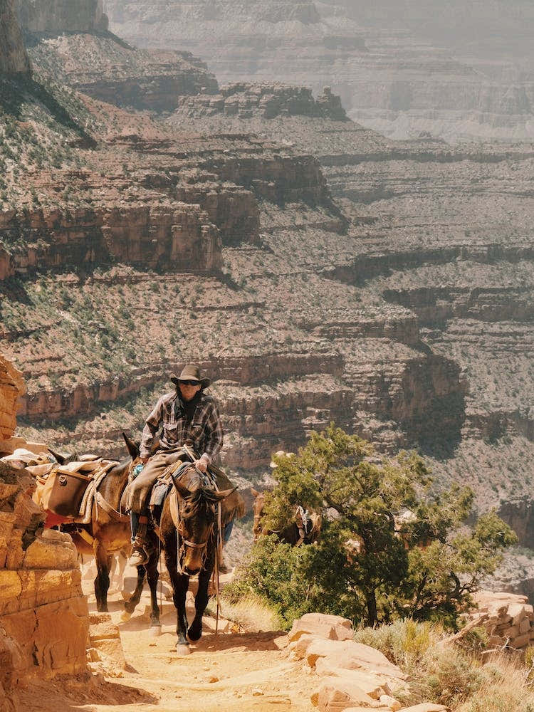 Riding Mules In The Grand Canyon