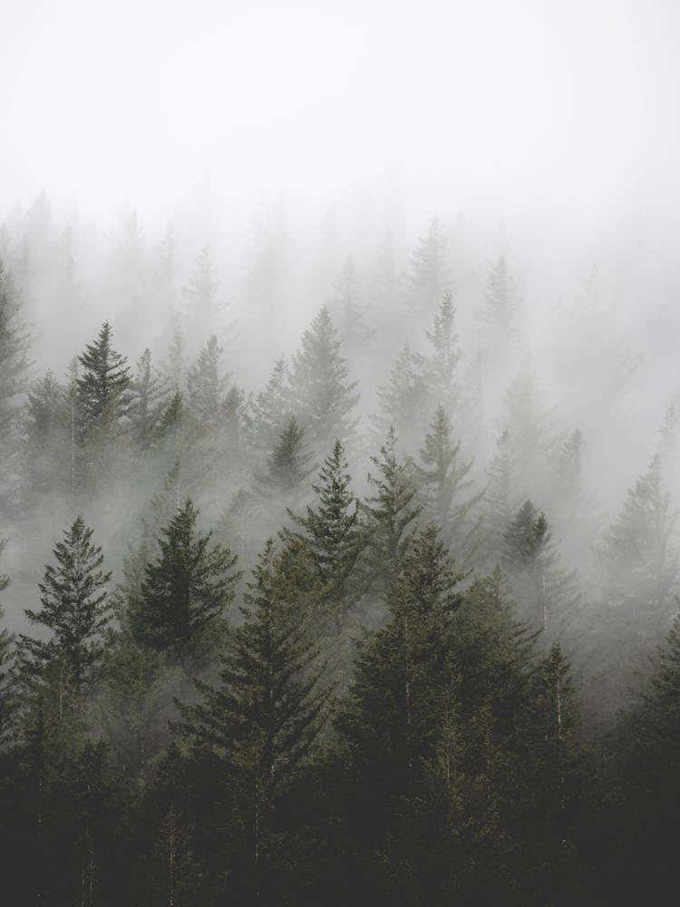 Misty Forest Pacific Northwest