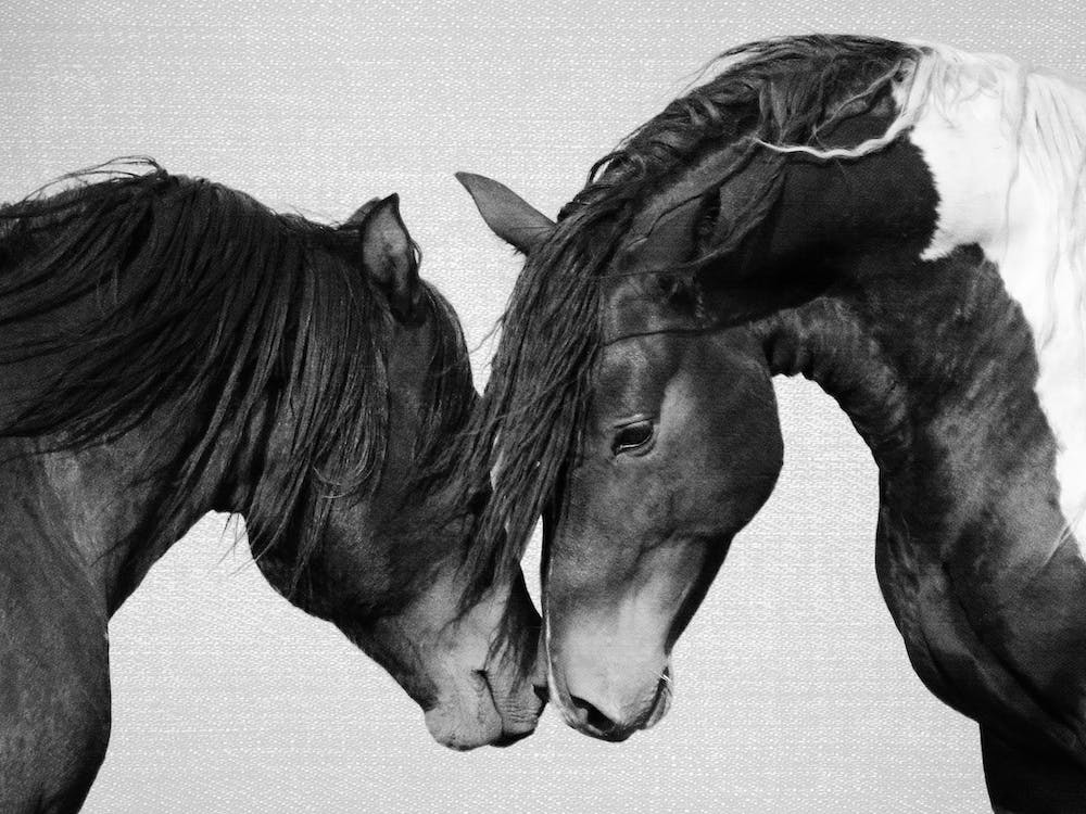 Horses - Black & White 4