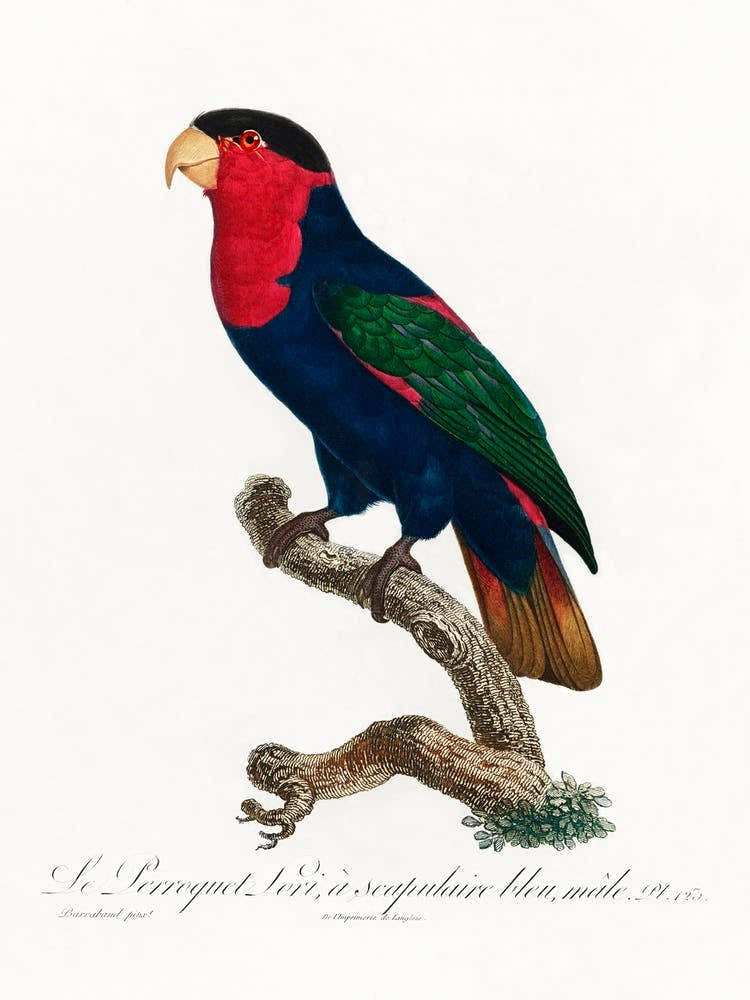 The Black Capped Lory Natural History Of Parrots, Francois Levaillant