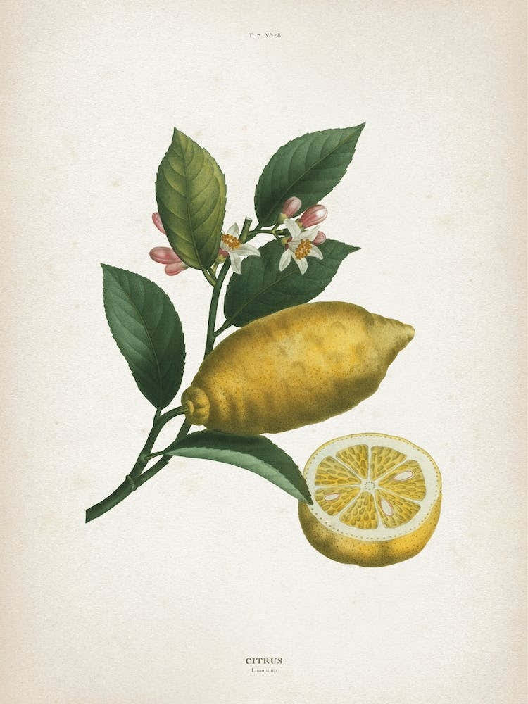 Vintage Redouté 1 Citrus Limonium