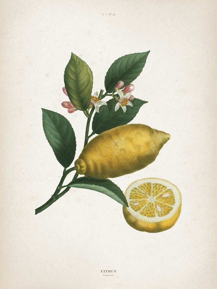 Vintage Redouté 1 Citrus Limonium