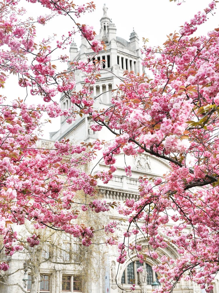 London Museum Blossom