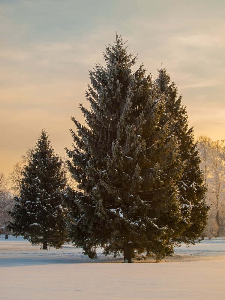 Fir Trees In The Snow