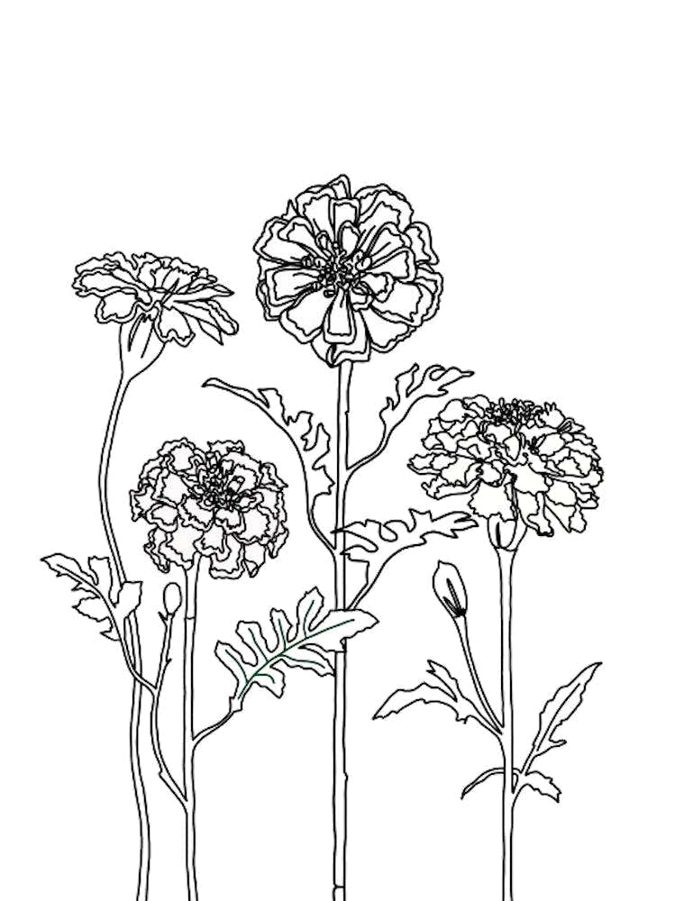 Marigolds Drawing