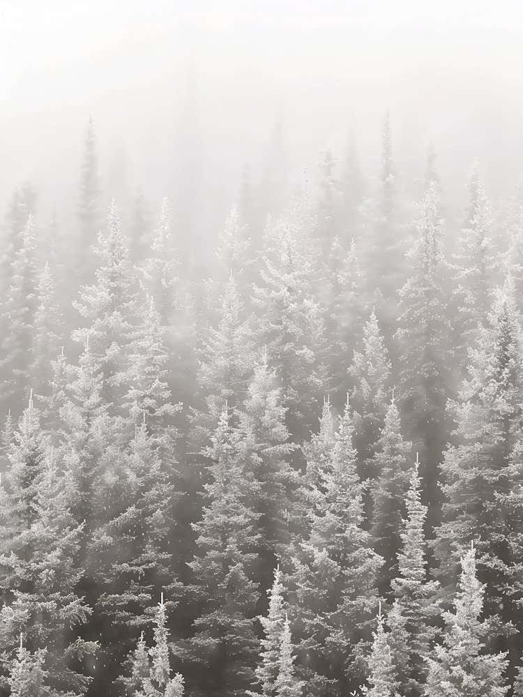 Snowy Forest