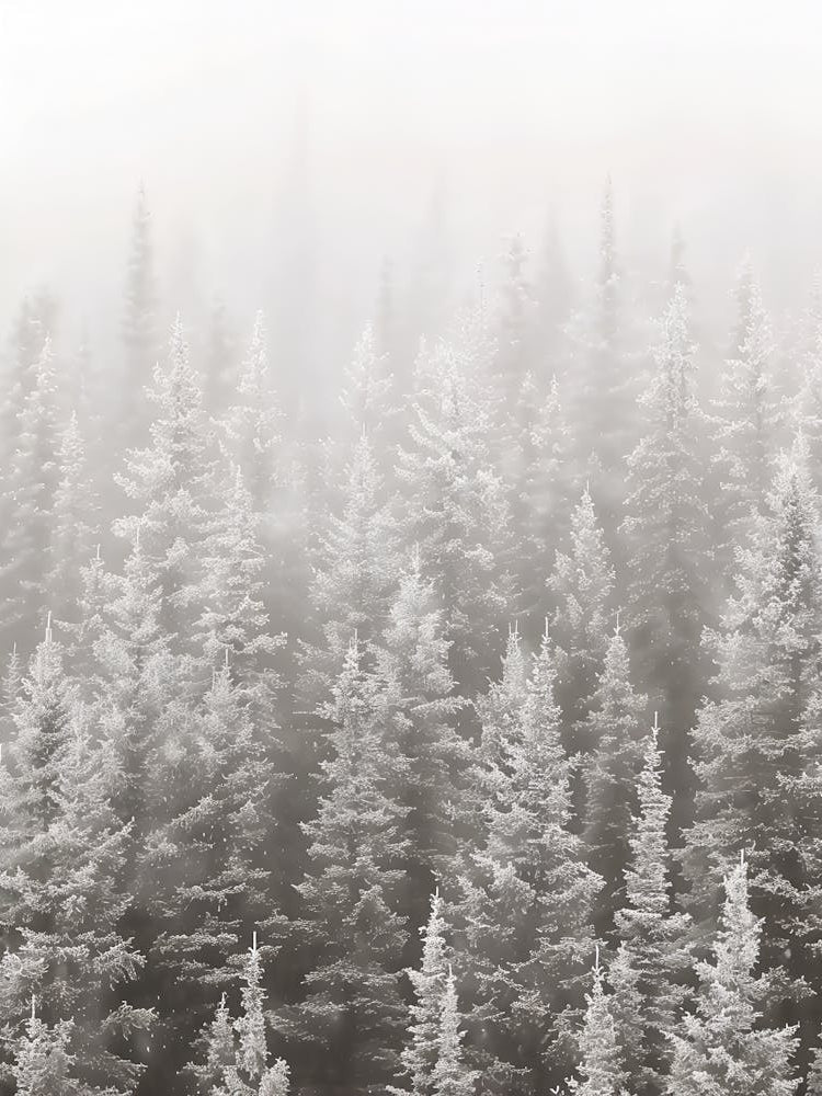 Snowy Forest