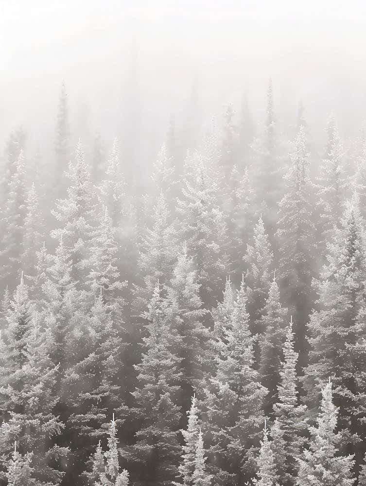 Snowy Forest