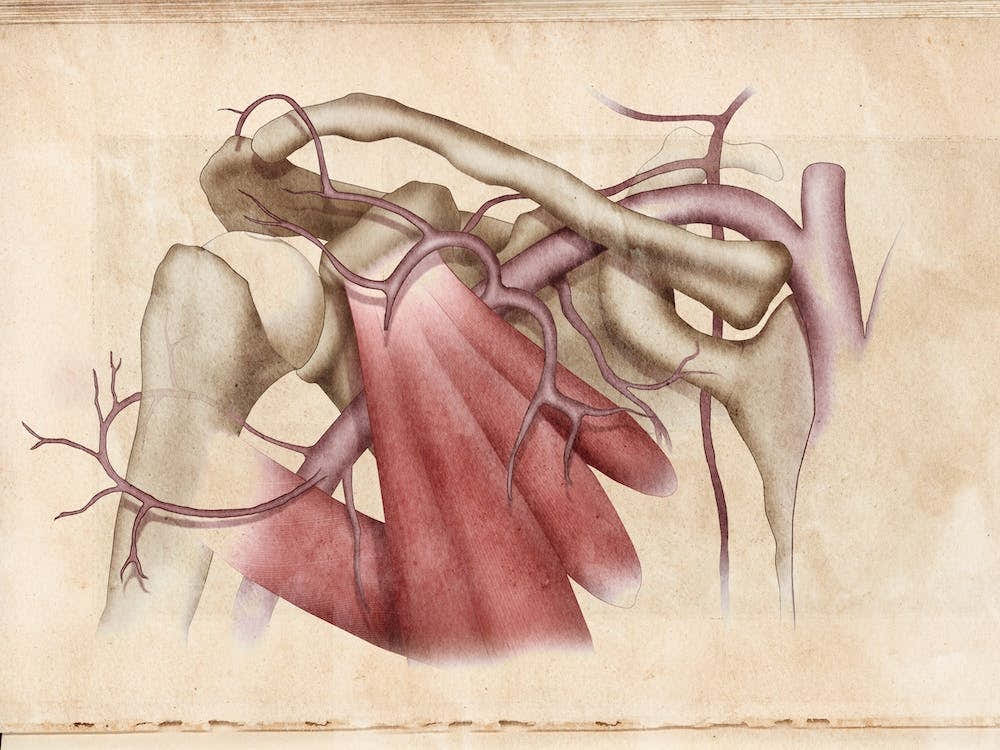 Vintage Anatomy Vascular