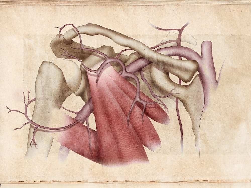 Vintage Anatomy Vascular