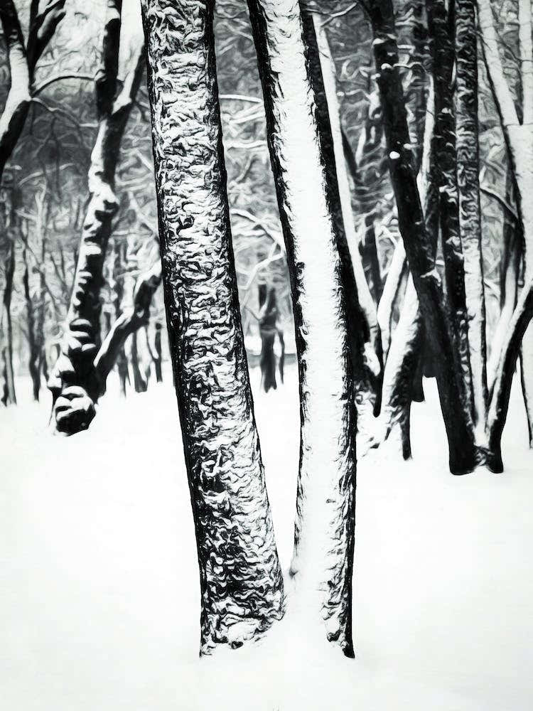 Snow Covered Tree Trunks