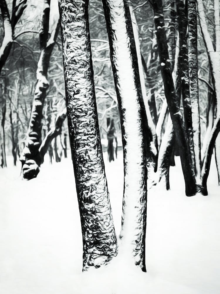 Snow Covered Tree Trunks