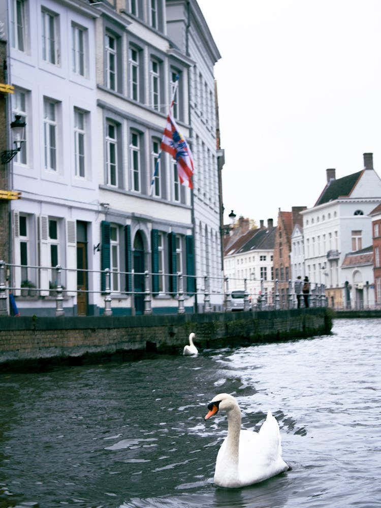 Swans In Bruges