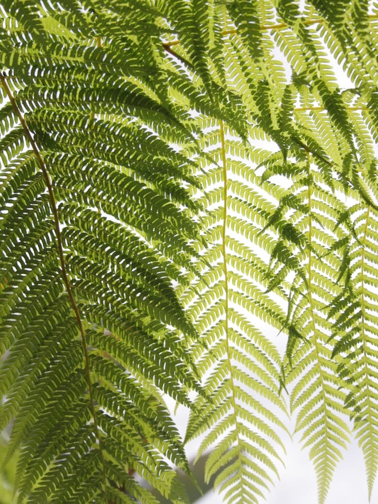Plant Texture Green