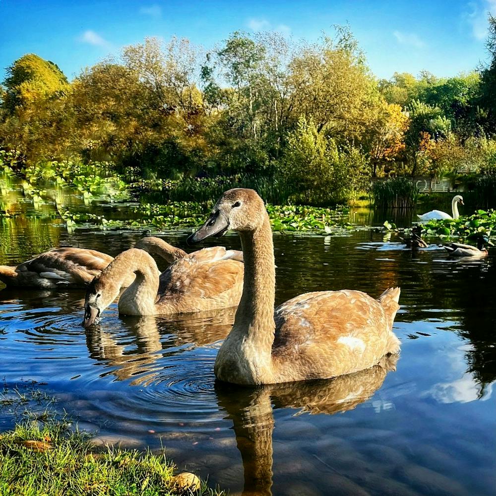 Swans In The Pond