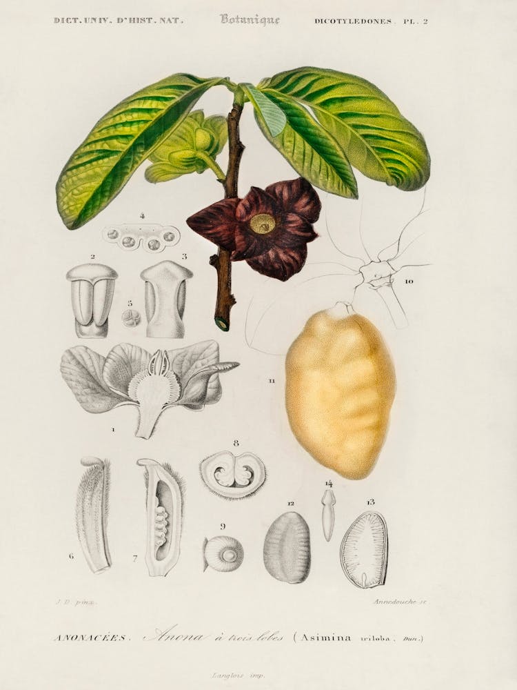 Asimina Triloba, Charles Dessalines D'Orbigny