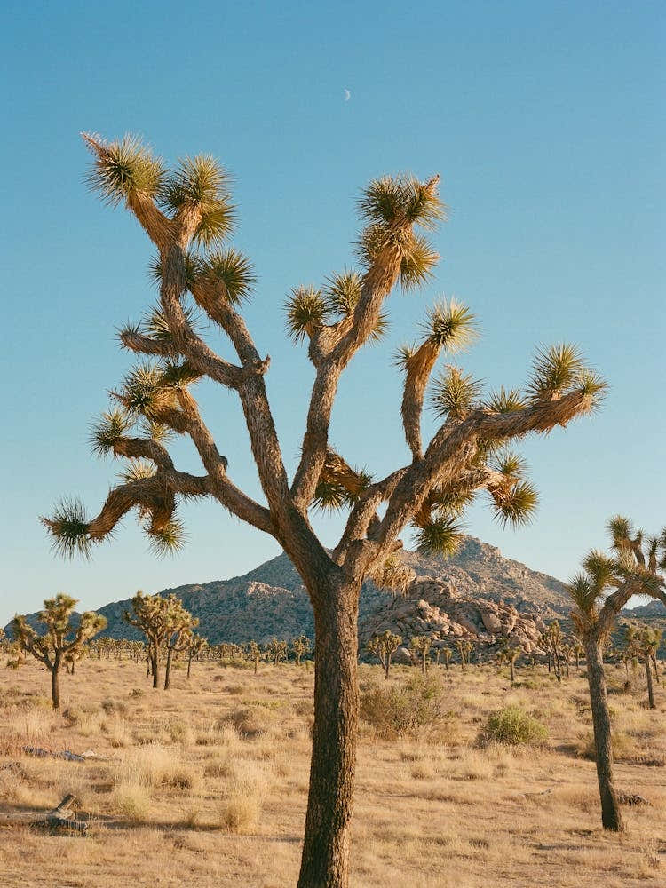 Joshua Tree Moon on Film
