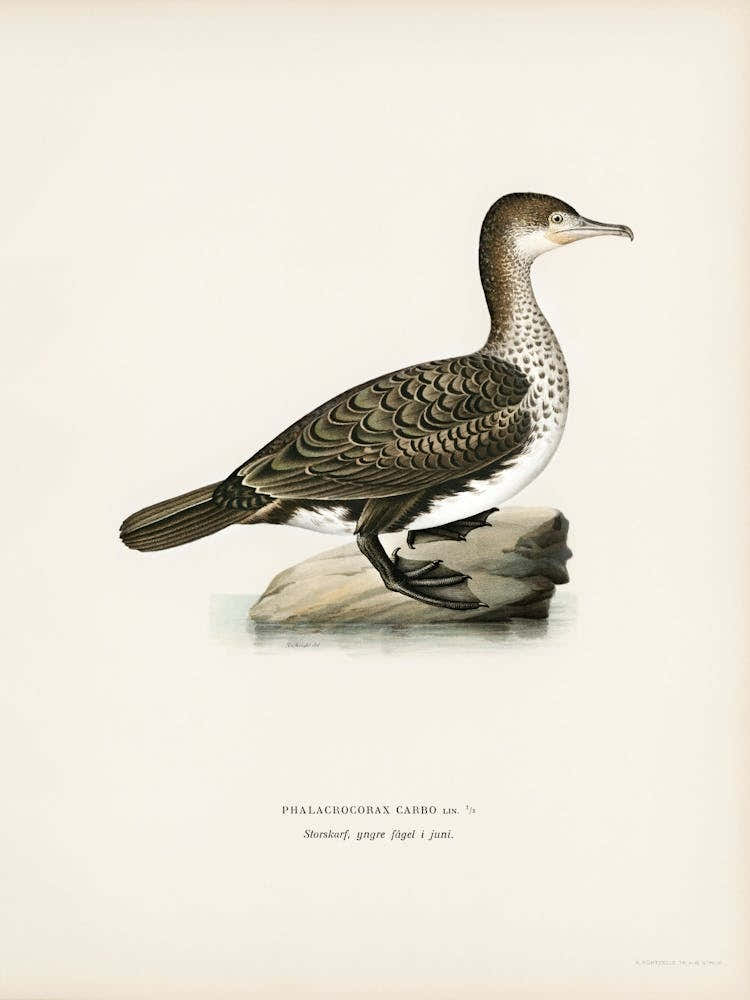 Great Cormorant, The Von Wright Brothers