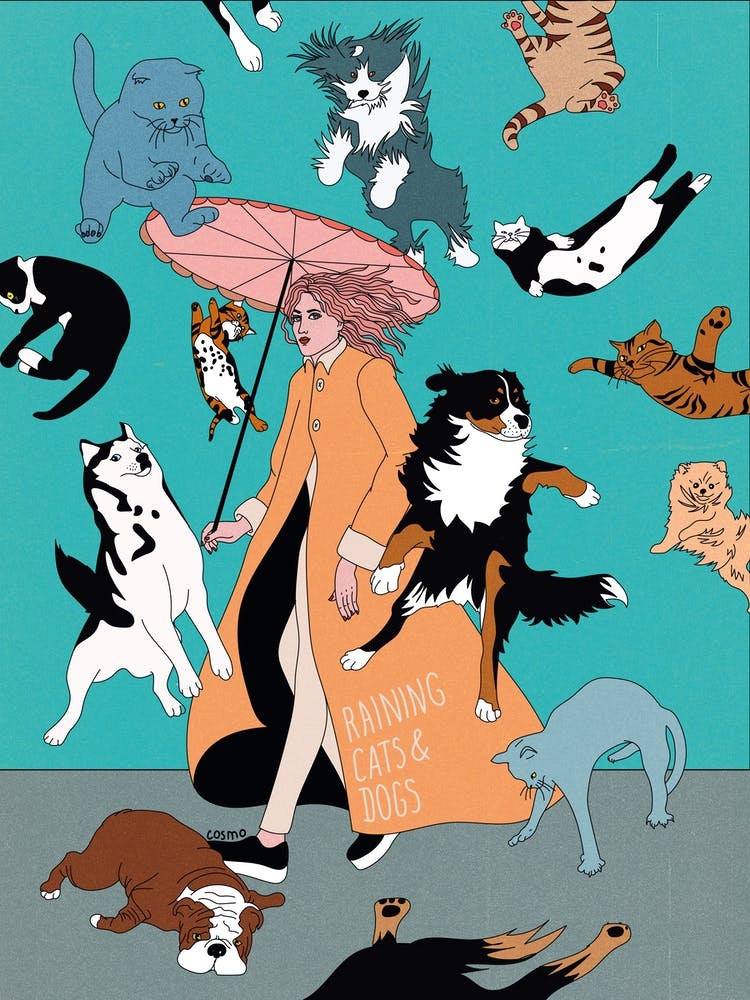 Cats & Dogs