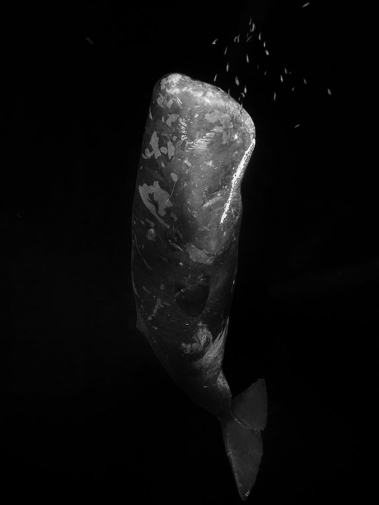 Black And Whale