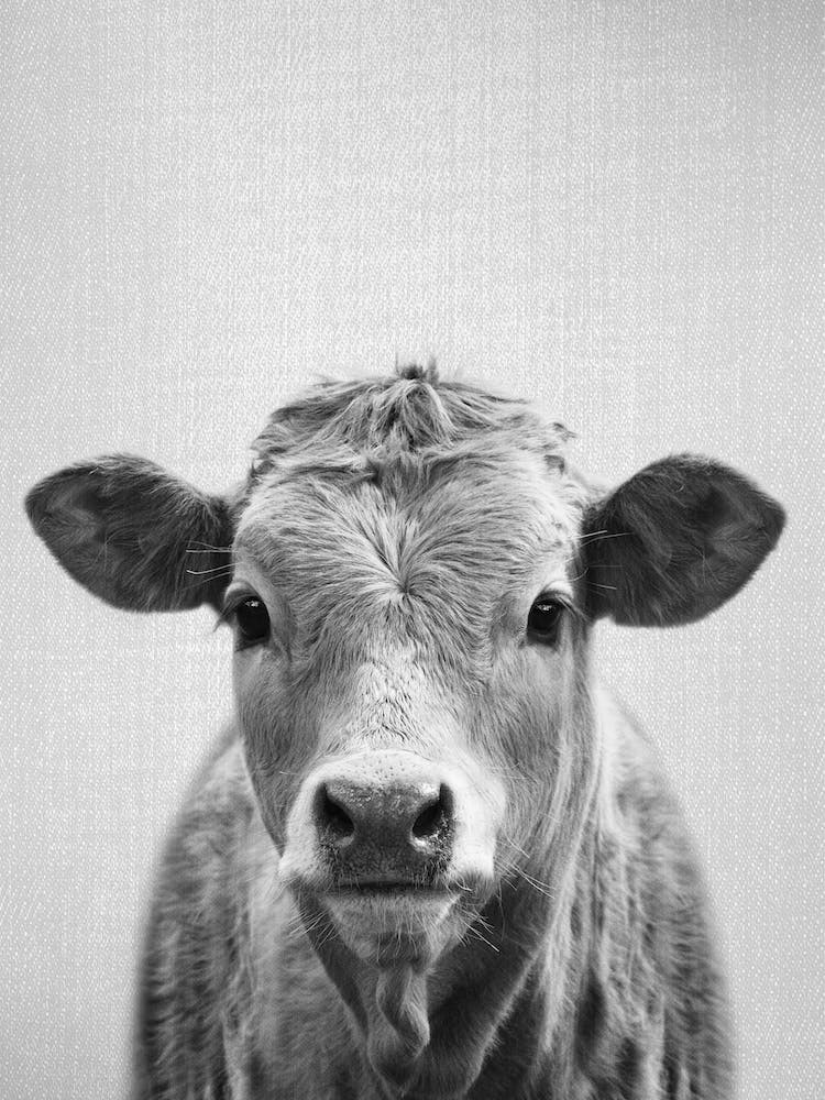 Cow - Black & White