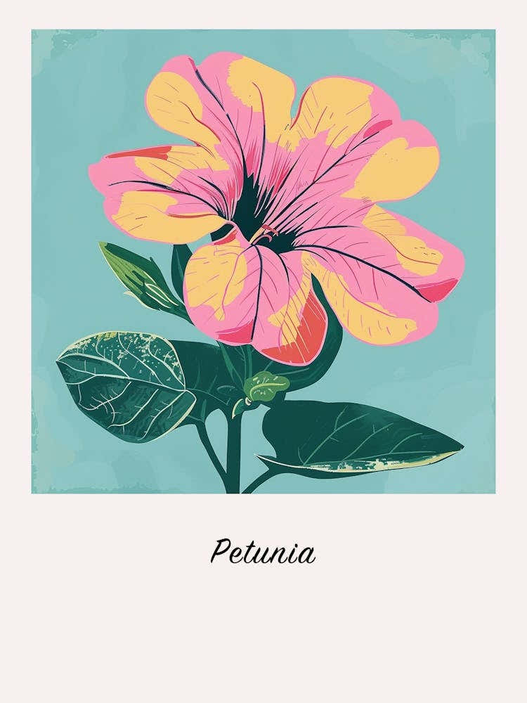 Petunia Square Flower Illustration Poster