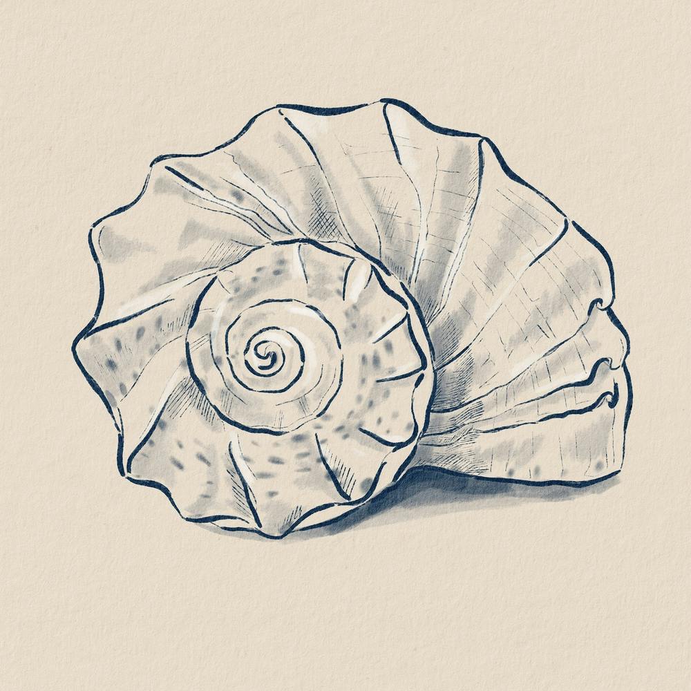 Sea Shell Spiral