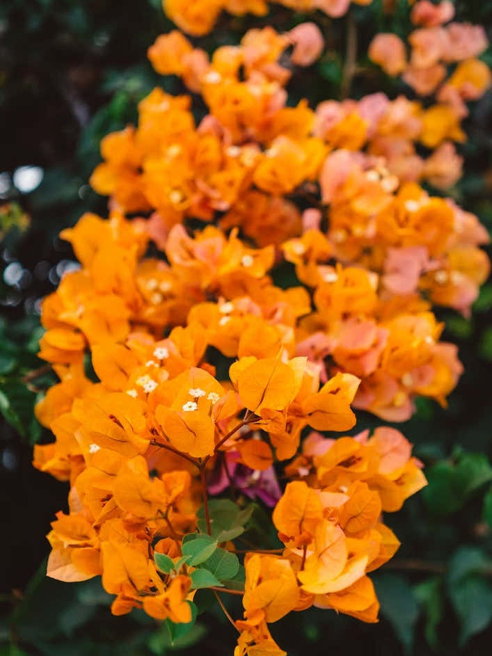 California Blooms III