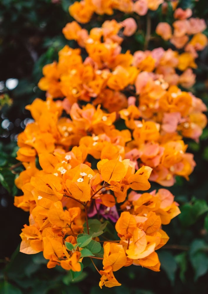 California Blooms III