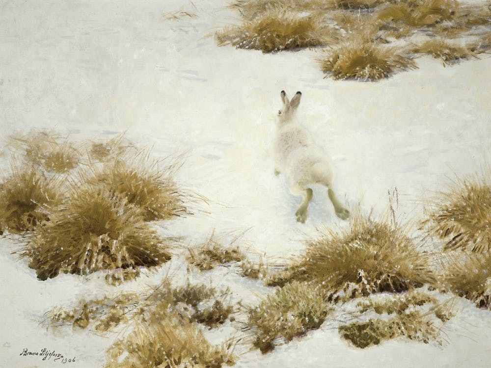Vinterhare Bland Tuvor - The Snow Hare by Bruno Liljefors (1906)