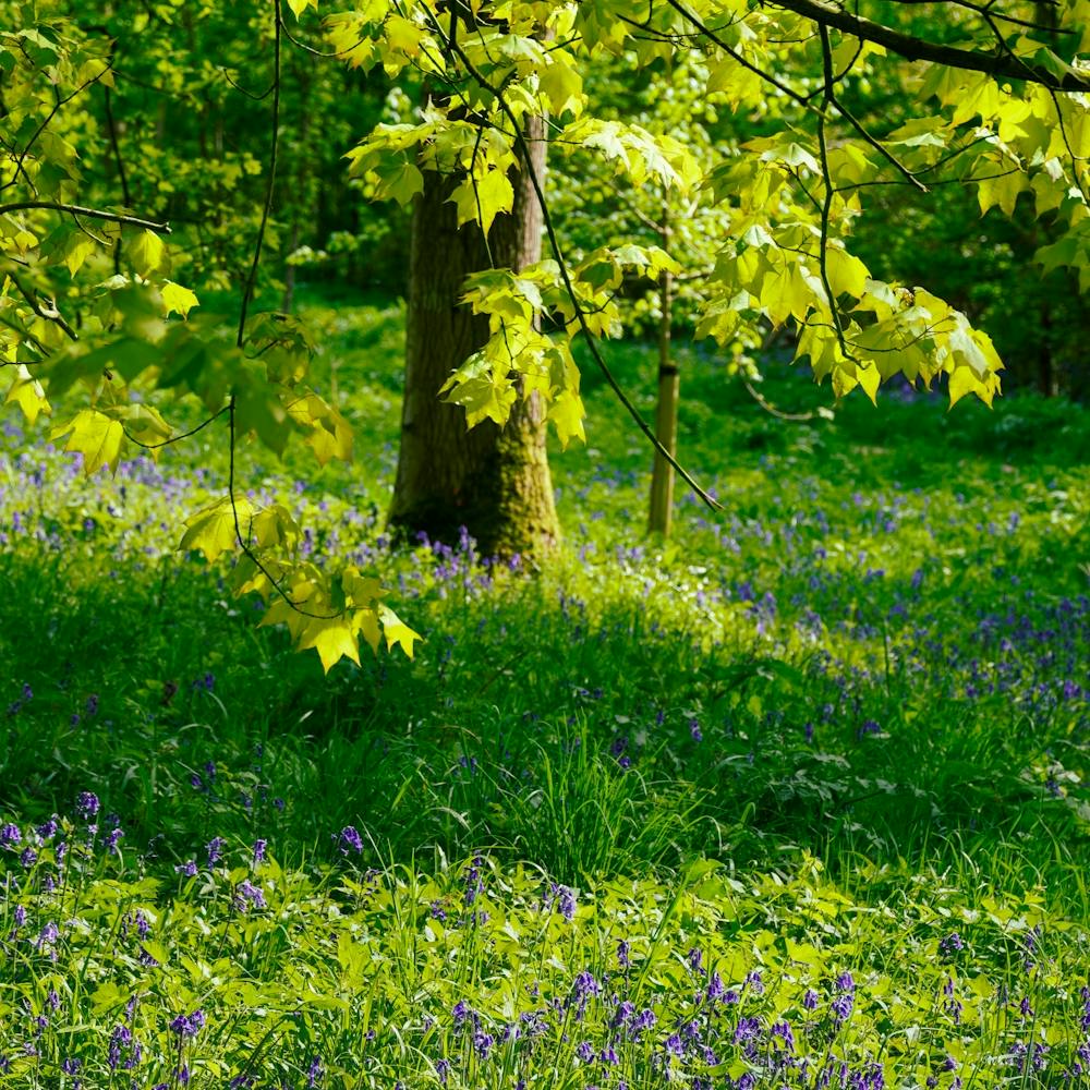 Bluebells In The Woods