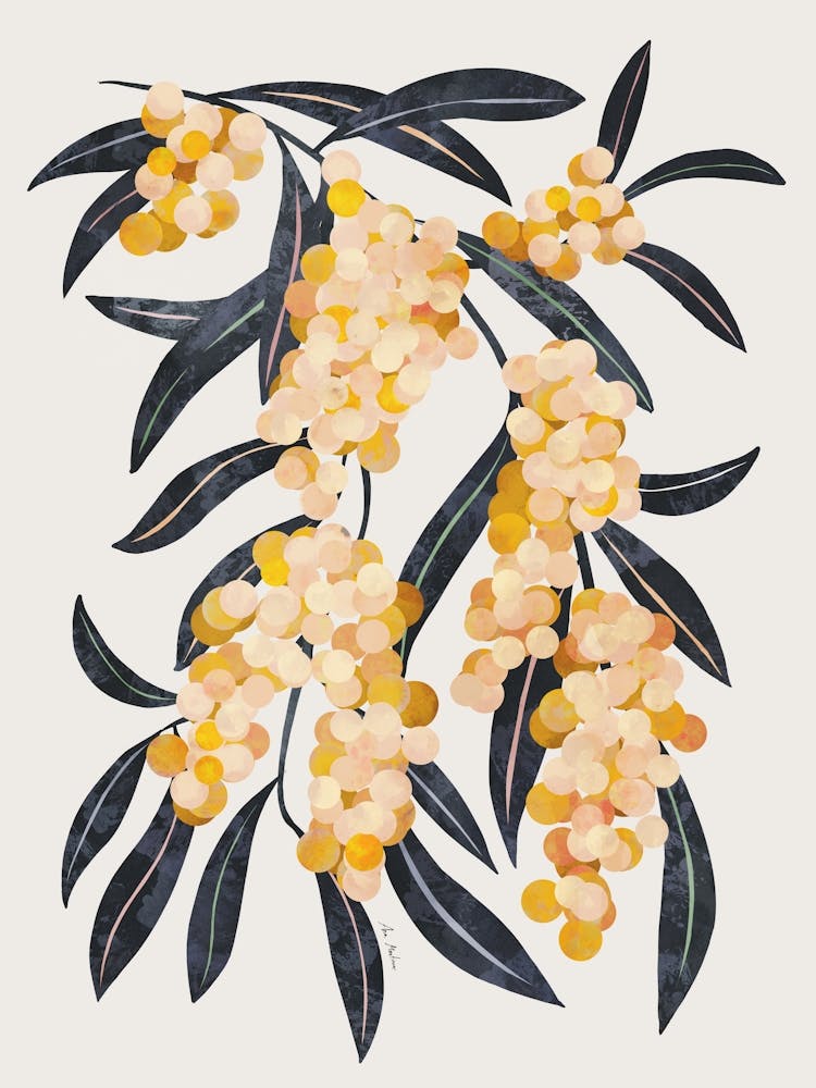 Acacia branch 1