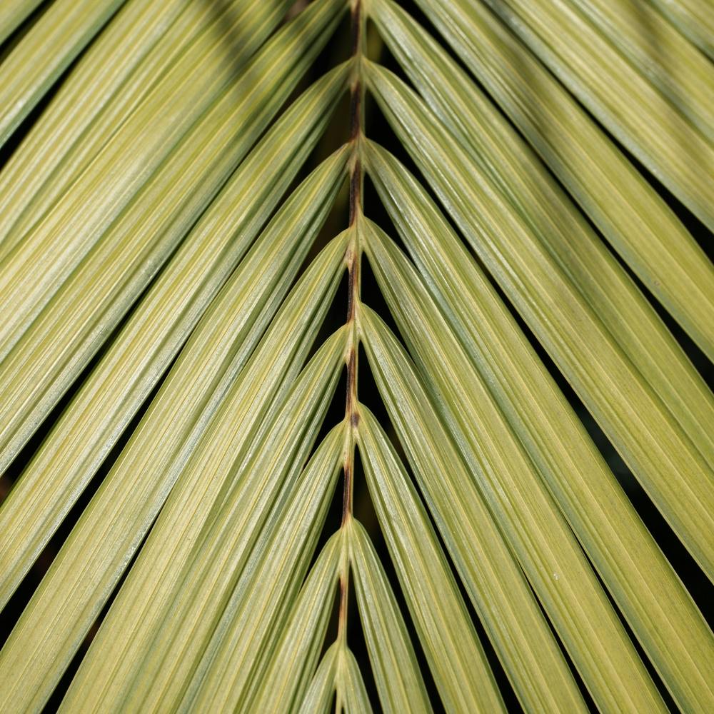 Palm Leaf In The Sun Square