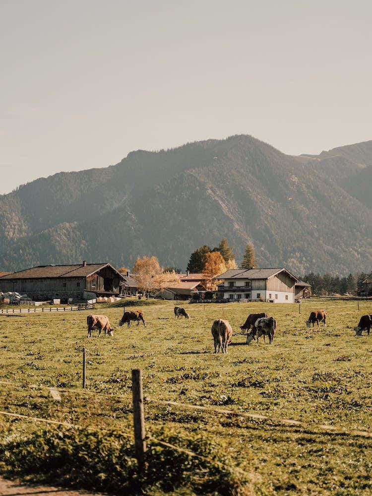 German Dairy Farm