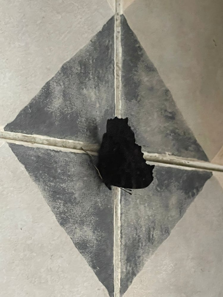 Black Butterfly