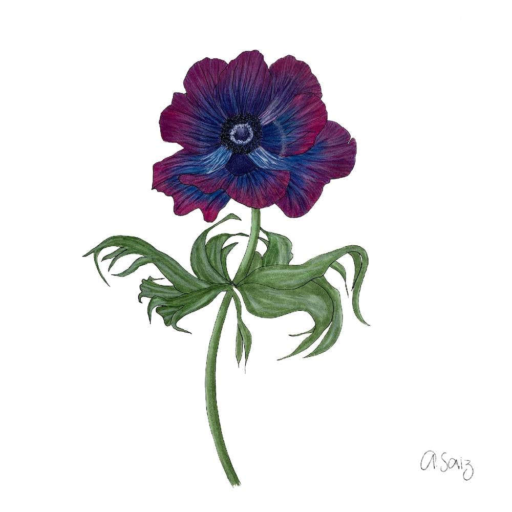 Pink And Purple Flower 2