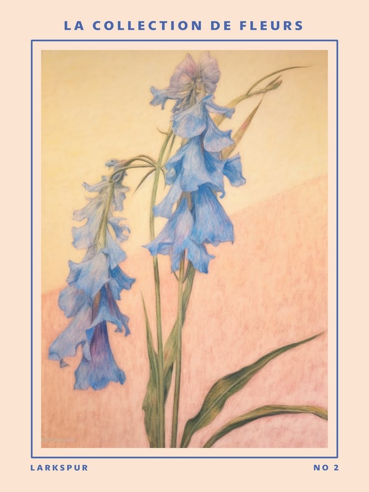 Larkspur 2 French Flower Botanical Poster