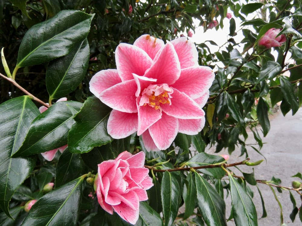 Frosty Camellia pink flowers