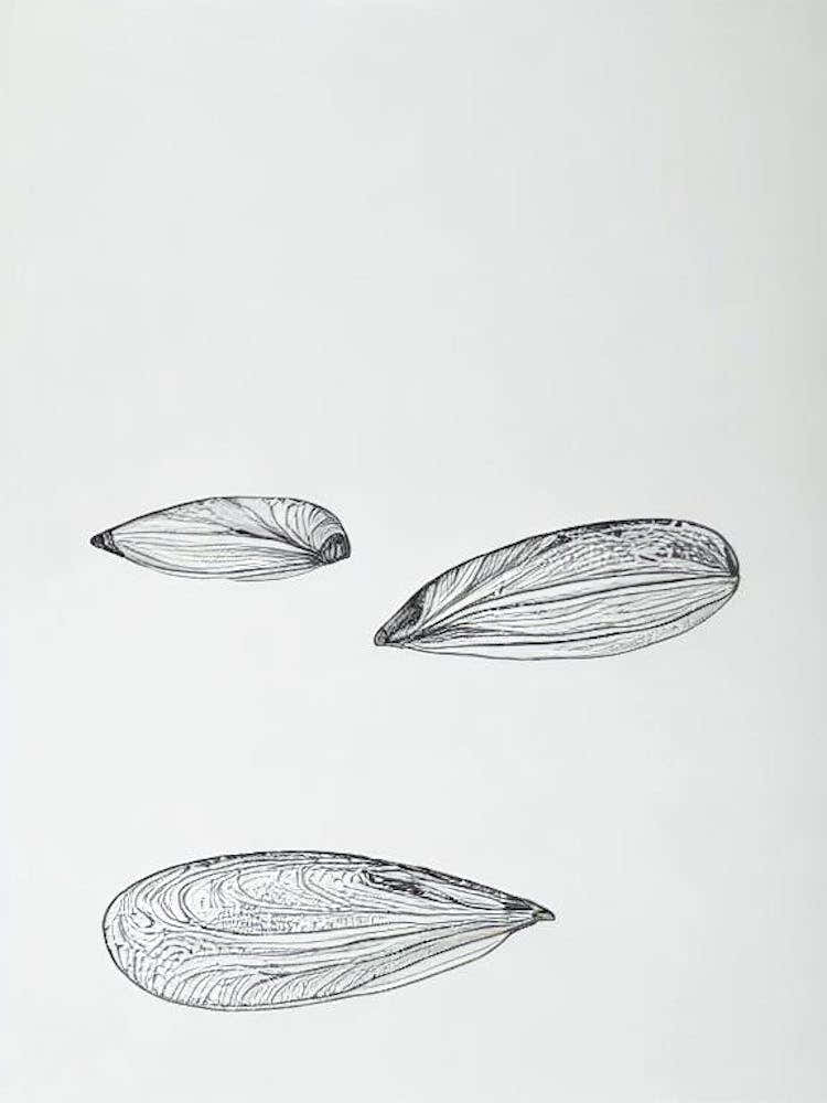 Mussels Black & White Drawing