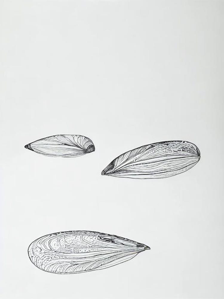 Mussels Black & White Drawing