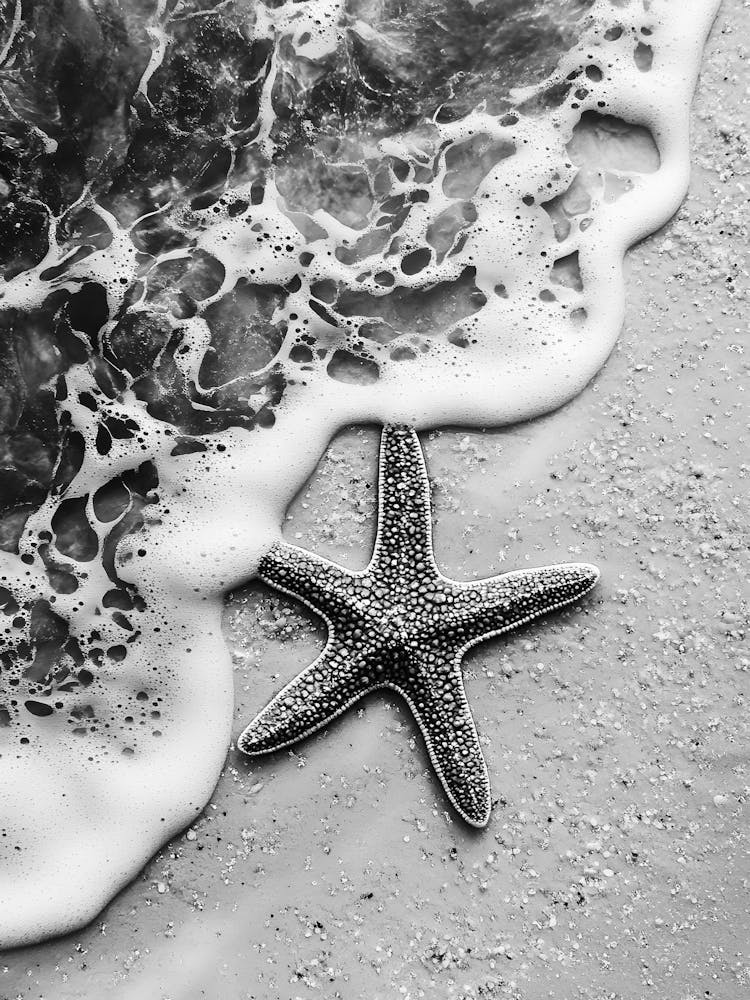 Starfish On The Beach