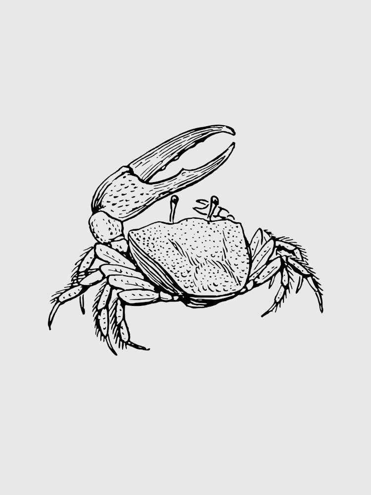 Crab Drawing