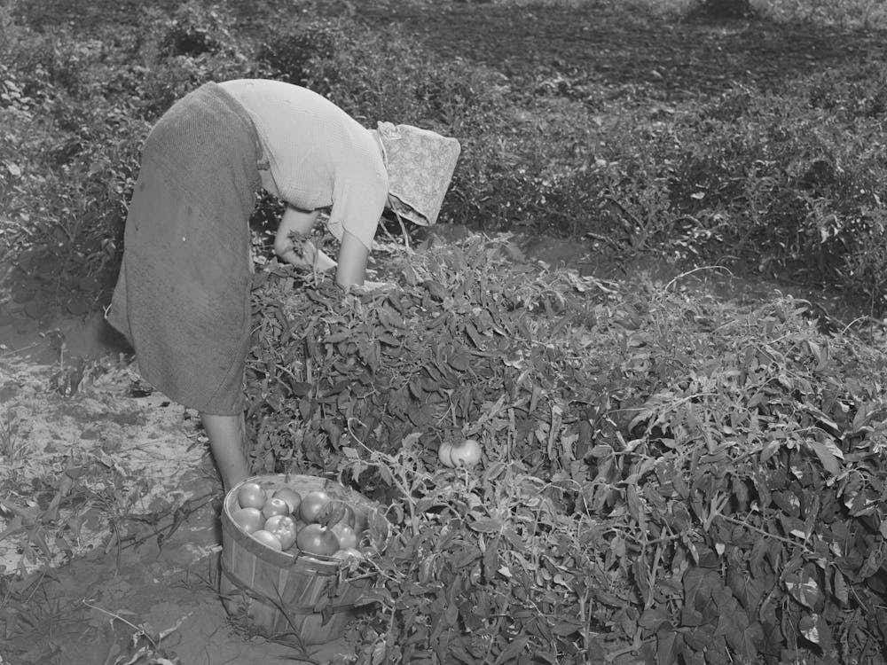 Daughter Of Tenant Farmer Living Near Muskogee, Oklahoma, Picking Tomatoes, Refer To General Caption