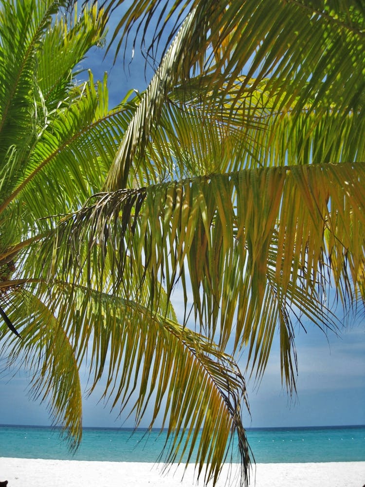 Beach Scene With Palm Trees