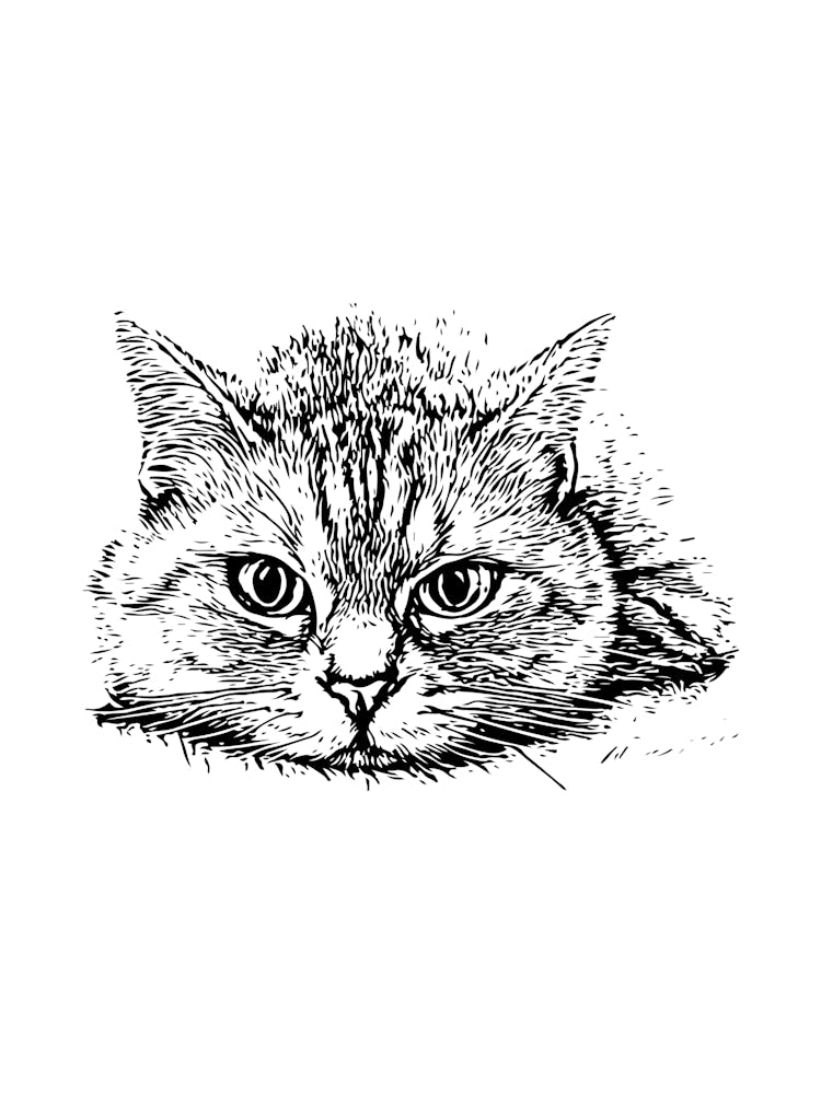 Cat Drawing 2