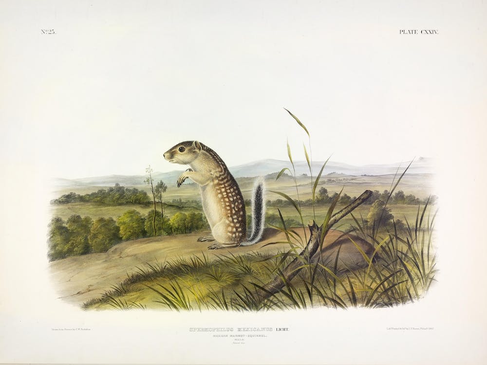 Mexican Marmot Squirrel, John James Audubon